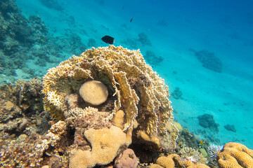 Colorful, picturesque coral reef at the bottom of tropical sea, fire and brain corals, underwater landscape