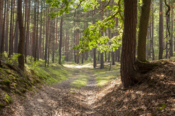 Naklejka premium Łagodne i ciepłe ostatnie letnie promienie słońca na leśnej drodze