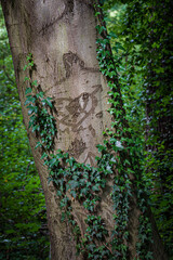 Tree trunk with heart