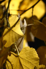 Autumn sunny day. Pure yellow color on linden leaves. Play of light and shadow.