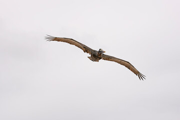 Pelican in the galapagos