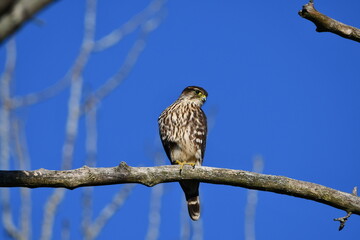 Merlin hawk sits perched in a tree hunting
