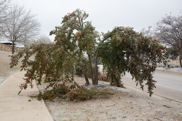 Winter storm in Austin Texas. The branch of a tree with leaves is covered with ice. Icicle on leaves of a tree. Natural disaster