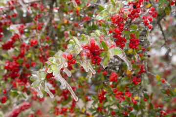 Winter storm in Austin Texas. A tree with red berries is covered with ice. Freezing rain. Red berries on the green background. Winter scene. Anomaly weather. Natural disaster