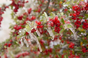 Winter storm in Austin Texas. A tree with red berries is covered with ice. Freezing rain. Red berries on the green background. Winter scene. Anomaly weather. Natural disaster