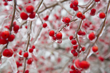 Winter storm in Austin Texas. A tree with red berries is covered with ice. Freezing rain. Red berries on the green background. Winter scene. Anomaly weather. Natural disaster