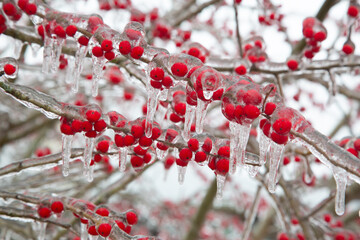 Winter storm in Austin Texas. A tree with red berries is covered with ice. Freezing rain. Red berries on the green background. Winter scene. Anomaly weather. Natural disaster