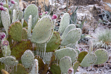 Winter storm in Austin Texas. Cacti in ice. Freezing rain. Winter scene. Natural disaster