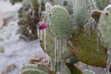 Winter storm in Austin Texas. Cacti in ice. Freezing rain. Winter scene. Natural disaster