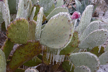 Winter storm in Austin Texas. Cacti in ice. Freezing rain. Winter scene. Natural disaster