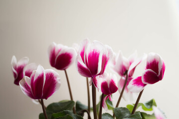 cyclamen