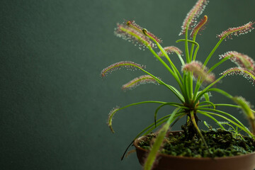 sundew capensis carnivore plant