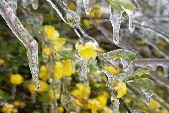 Yellow Flowers Are Covered With Ice. Winter Storm In Austin Texas.  Freezing Rain. Winter Scene. Natural Disaster