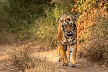 wild royal bengal tiger walking head on portrait in wildlife safari at ranthambore national park or...