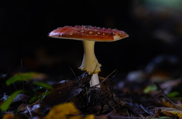 Red fly agaric mushroom in a fir forest on a dark background, in autumn.