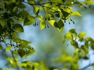 green leaves against the sky