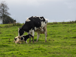 Mother cow helps clean newborn calf in the field - obrazy, fototapety, plakaty