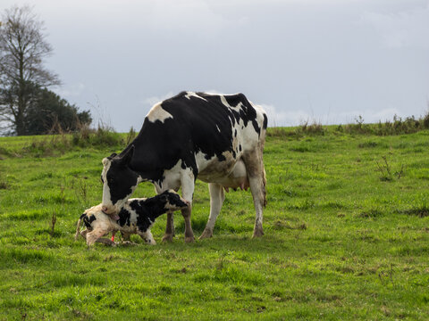 Mother cow helps clean newborn calf in the field