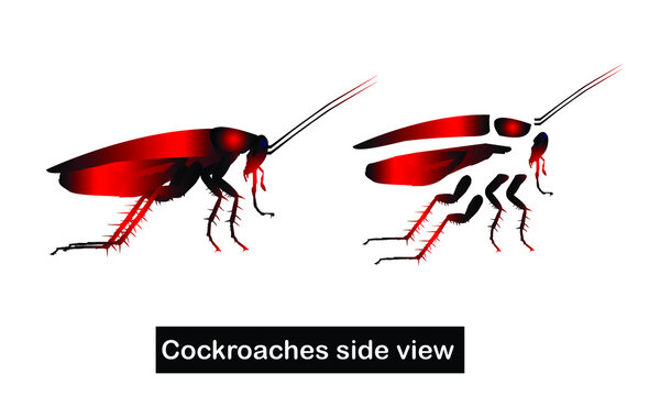 Cockroaches side view vector image, natural cockroaches character and easy to animate all of cockroaches element.