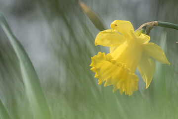 gelbe Narzissenblüte in diffusem Licht