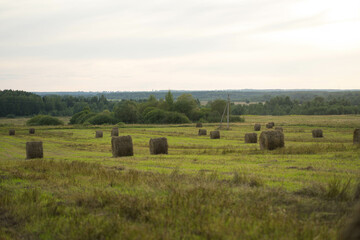 field with haystacks in summer at sunset