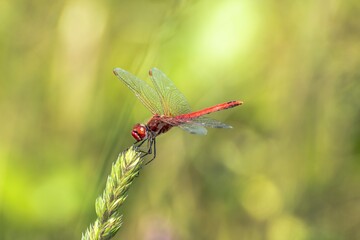 Specimen of red dragonfly posing on a stalk of grass