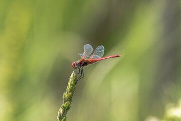 Specimen of red dragonfly posing on a stalk of grass