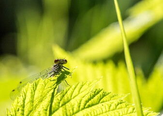 Libelle mit großen Augen schaut auf einem Blatt