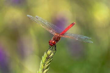 Specimen of red dragonfly posing on a stalk of grass