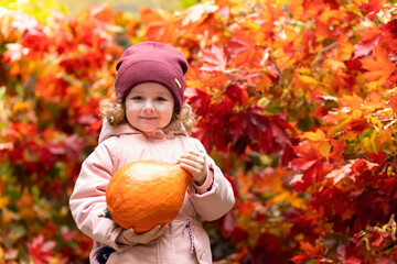 happy little cute girl carrying, holding, collecting orange pumpkin. smiling kid harvesting in autumn on red maple background. child preparing for thanksgiving day, halloween holiday in october.