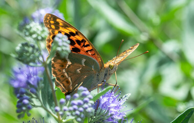 Photos of butterflies sitting on flowers in the garden