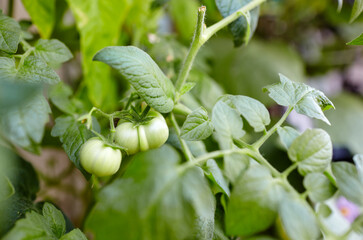Tomato grows in a greenhouse. Growing fresh vegetables in a greenhouse