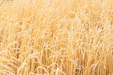 Golden ripe wheat at the end of summer. Autumn harvest of cereals. Eco farming background