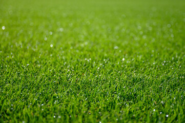 Fototapeta premium Beautiful wet natural grass on the sport pitch