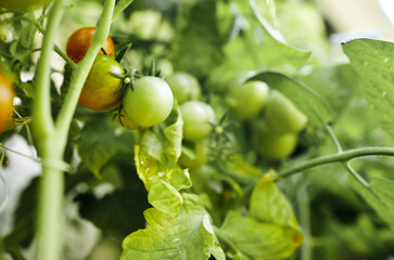 Tomato grows in a greenhouse. Growing fresh vegetables in a greenhouse