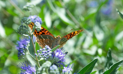 Photos of butterflies sitting on flowers in the garden
