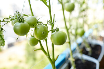 Tomato grows in a greenhouse. Growing fresh vegetables in a greenhouse