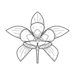Abstract Hand Drawn Flower Plant Aquilegia Botanic Floral Nature Bloom Doodle Concept Vector Design Outline Style On White Background Isolated