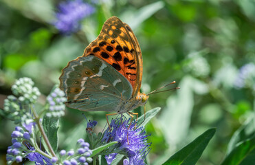 Photos of butterflies sitting on flowers in the garden