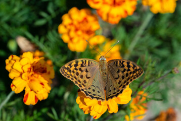 Photos of butterflies sitting on flowers in the garden