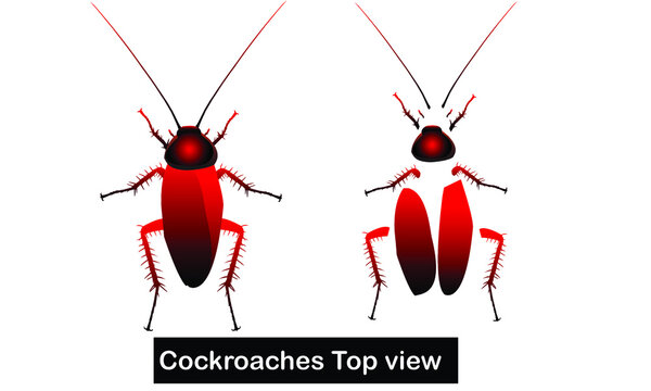 Cockroaches top view vector image, natural cockroaches character and easy to animate all of cockroaches element.