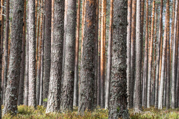 Sicht in einen Wald mit vielen Baumstämmen