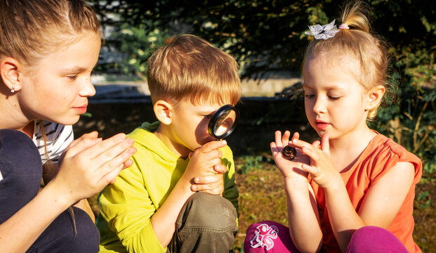 Children have caught a frog in the garden and are studying it through a magnifying glass.