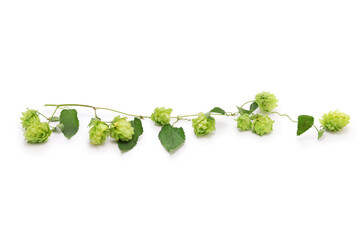 freshly harvested hops  (flower cones, vine and leaves)  isolated on white background