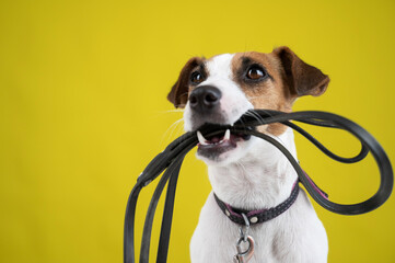 The dog is holding a leash on a yellow background. Jack Russell Terrier calls the owner for a walk.