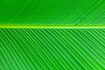 Close - up of green leaves nature background. Nature background of tree leaves texture and background seamless