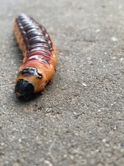 Caterpillar