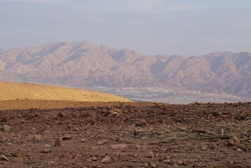 Hiking in Shehoret mountains, south Israel, small gazelle stands near acacia tree in evening darkness