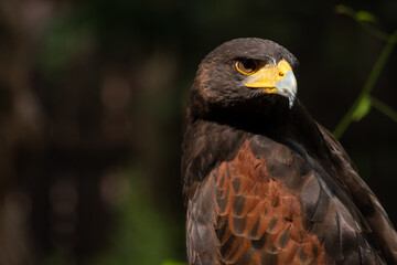 Close up image of Harris's hawk face.