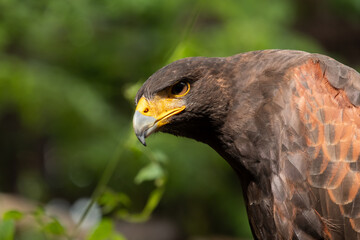 Close up image of Harris's hawk face.